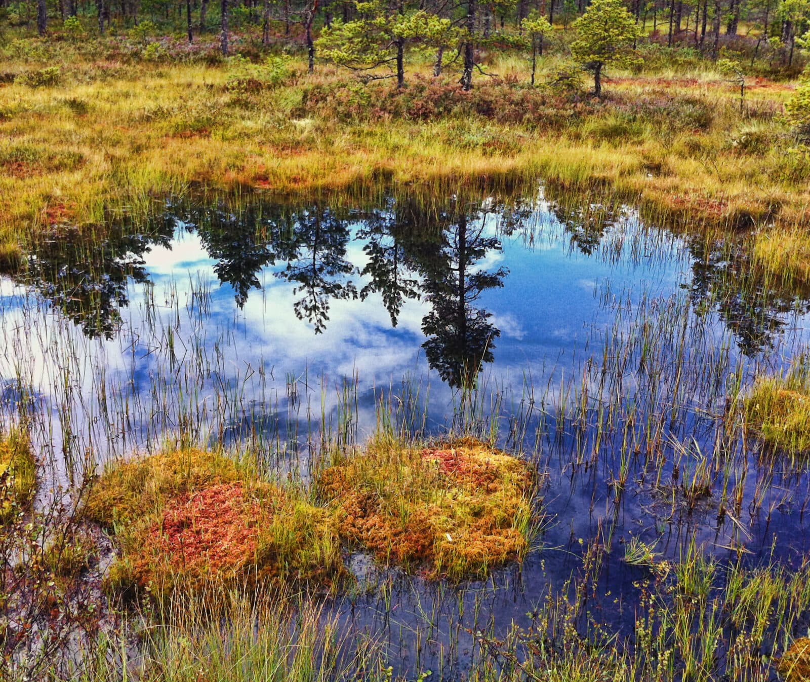 hällefors, landscape, emotion, våtmark, sjö, bog,