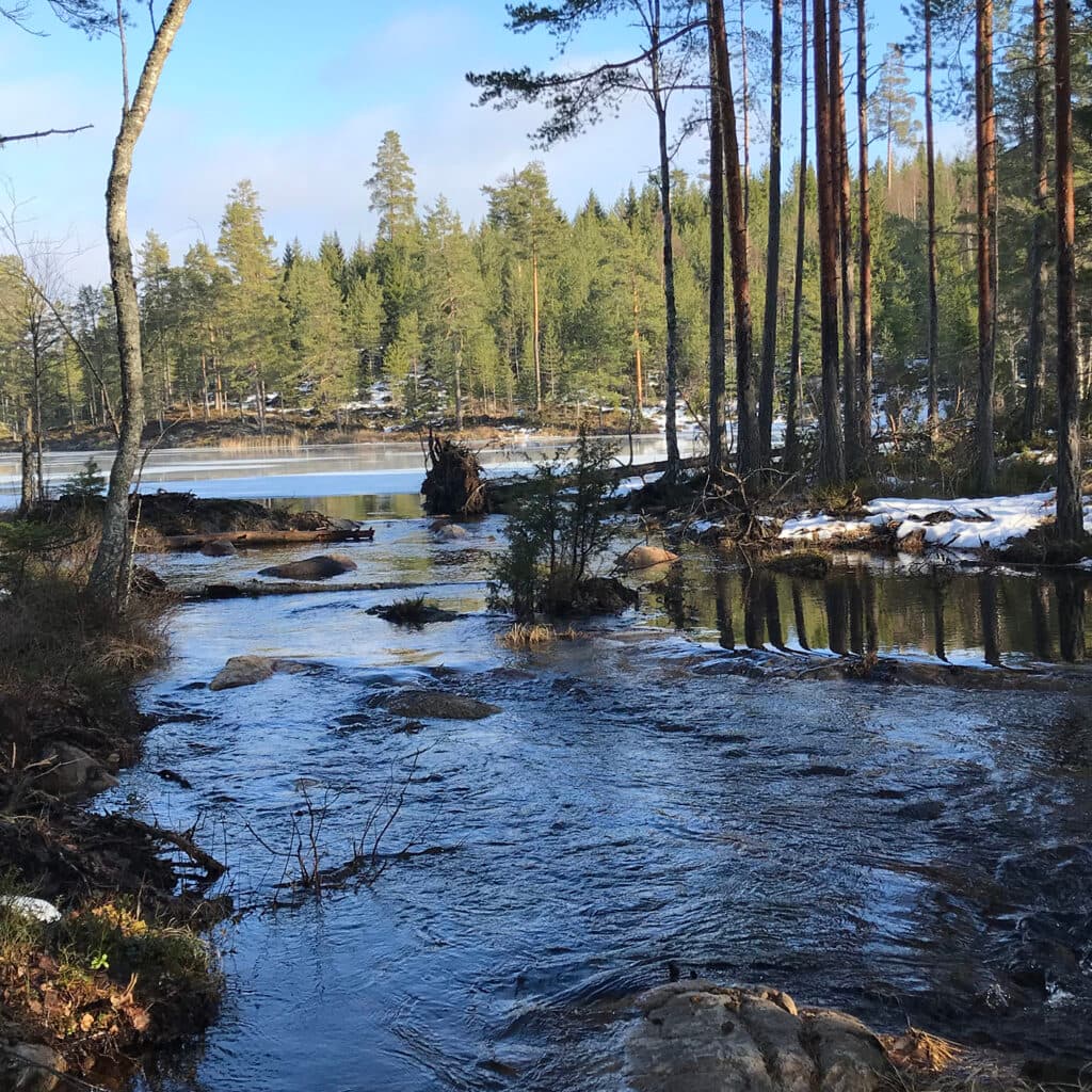 miljöfond, fond, miljömärkt, örebro, länsstyrelsen, hammarskogsån, myggsjön