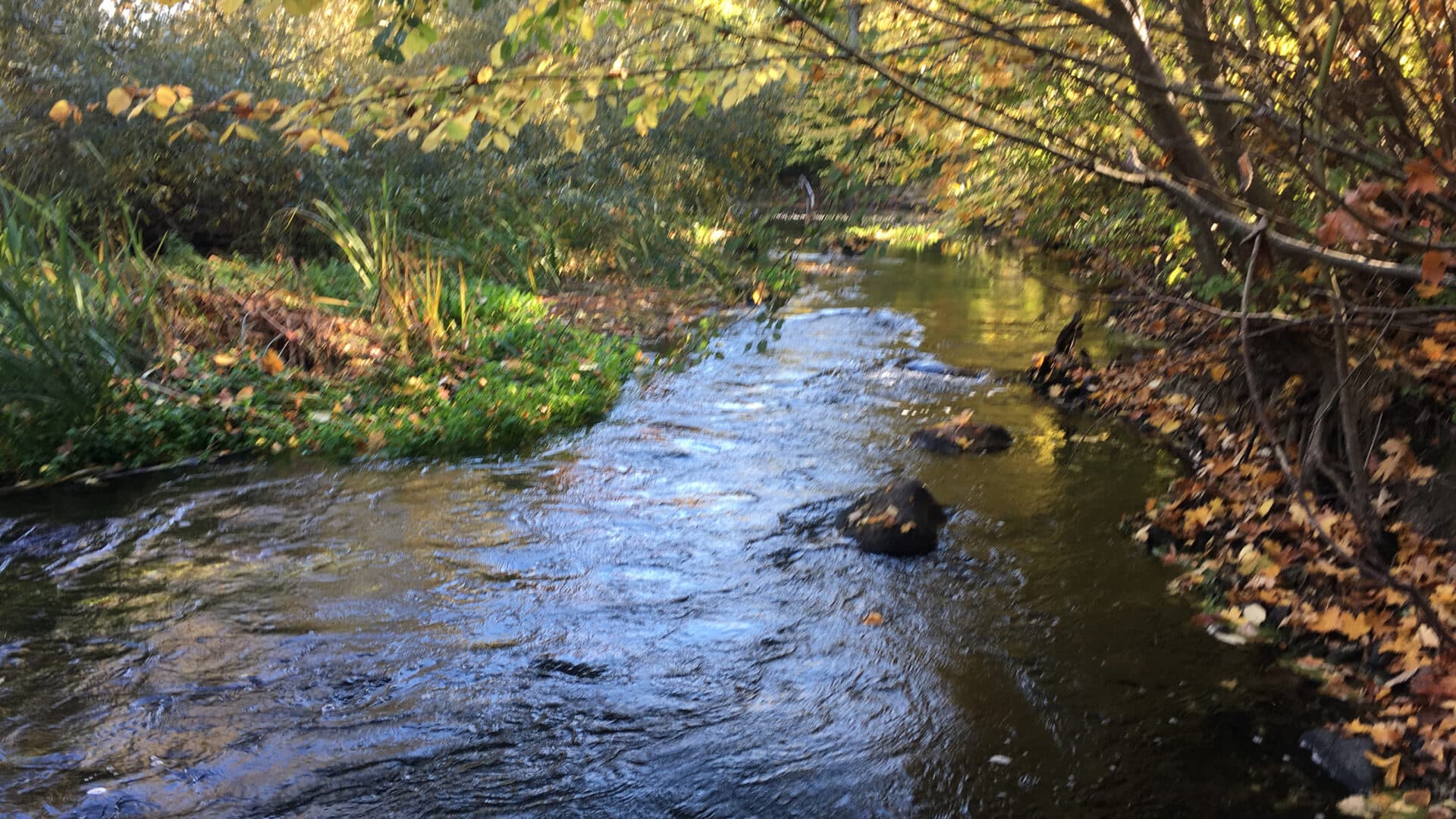 Före biotopvård i Rinnebäck, Kävlingeån