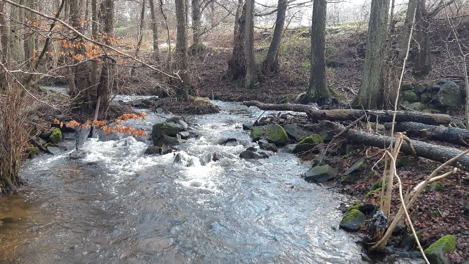 Miljöfondsprojekt: Biotopvård i Myltebäck, efter åtgärd vandringshinder