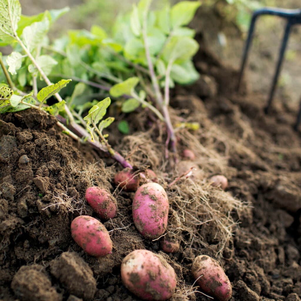 Potatis skördas.