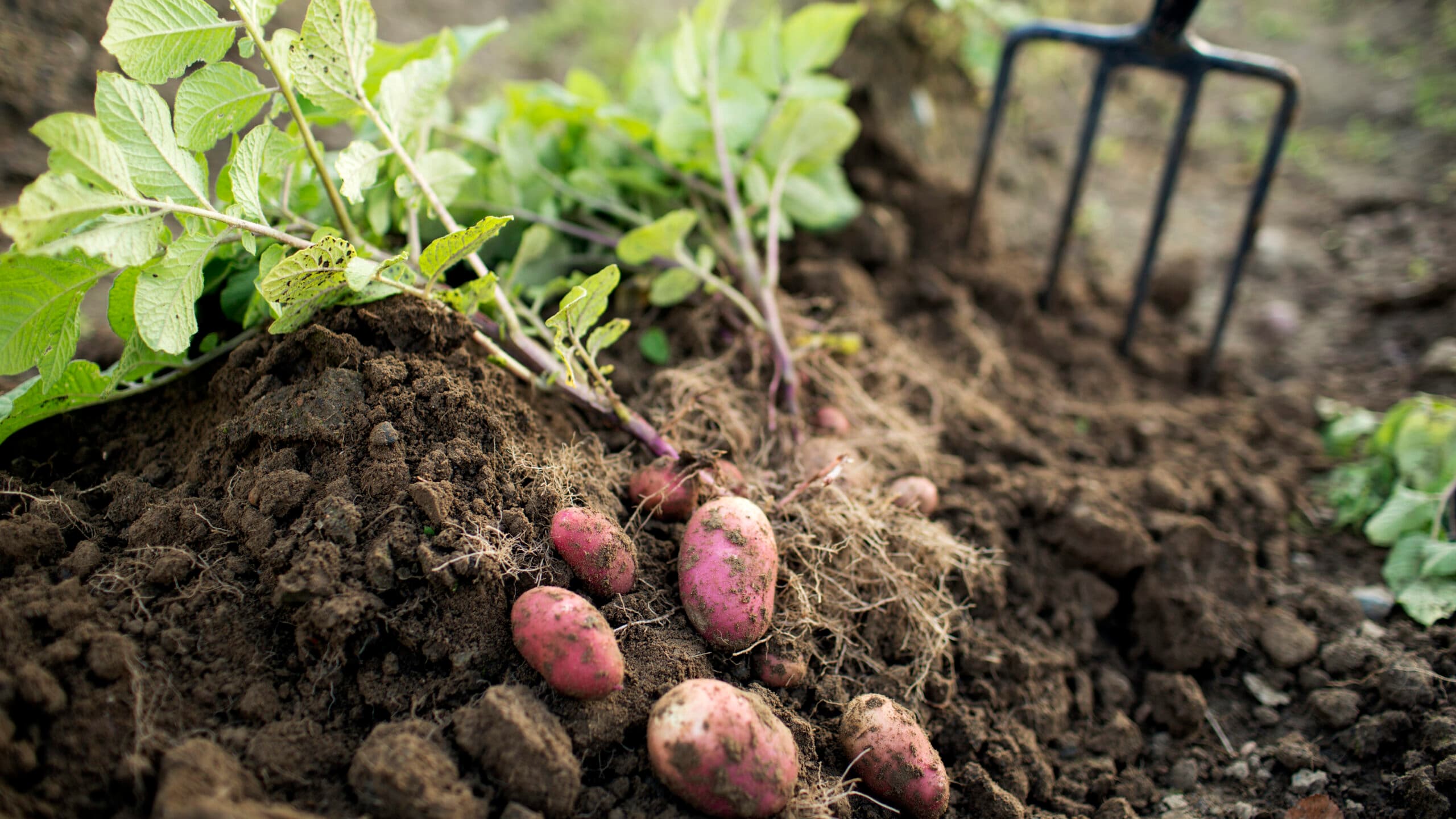 Potatis skördas.